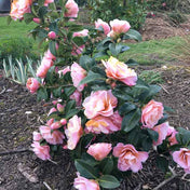 Camellia japonica 'Nicky Crisp' 3L semi-double pink shrub plant.