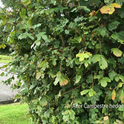 Mixed native hedging BR 15m boundary hedge pack.