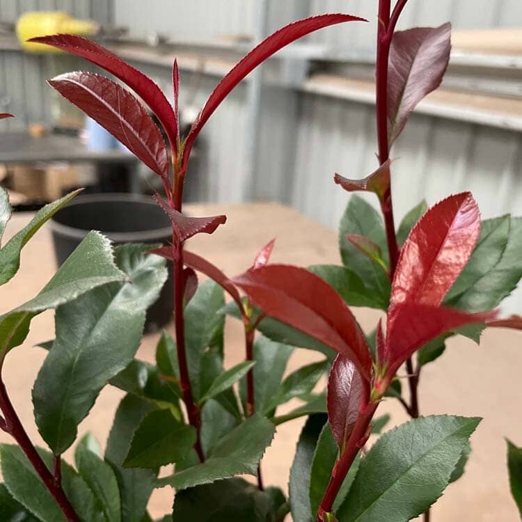 Photinia x fraseri 'Carre Rouge' 30-40cm 2L pot evergreen shrub.