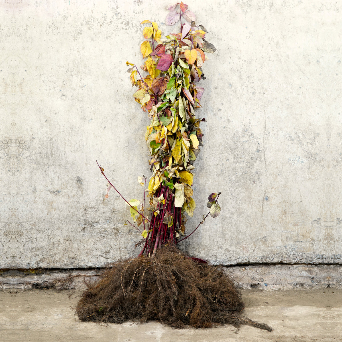 Red stem dogwood 40-60cm bare root