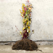 Red stem dogwood 40-60cm bare root