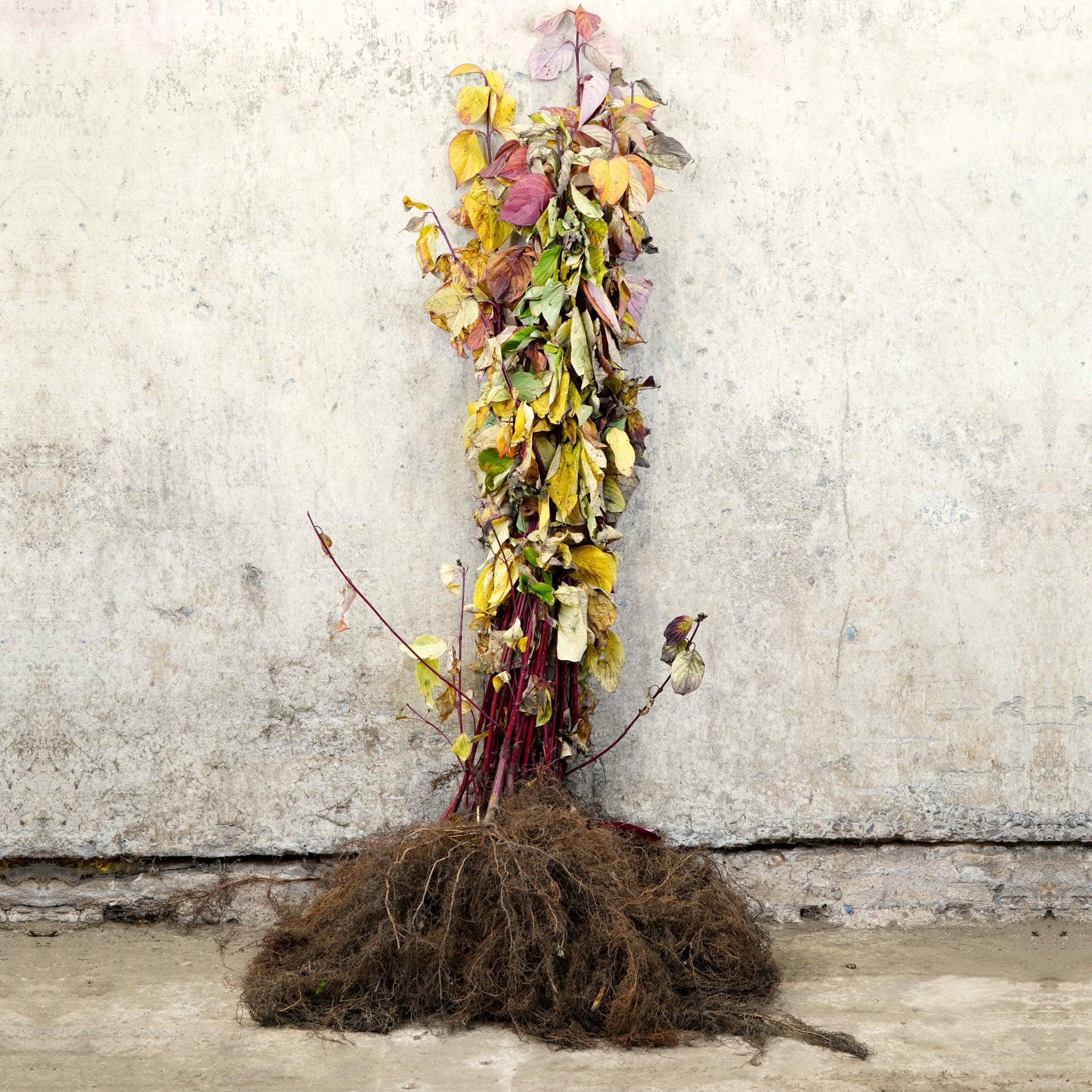 Red stem dogwood 40-60cm bare root