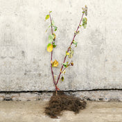 Red stem dogwood 40-60cm bare root – photo 2