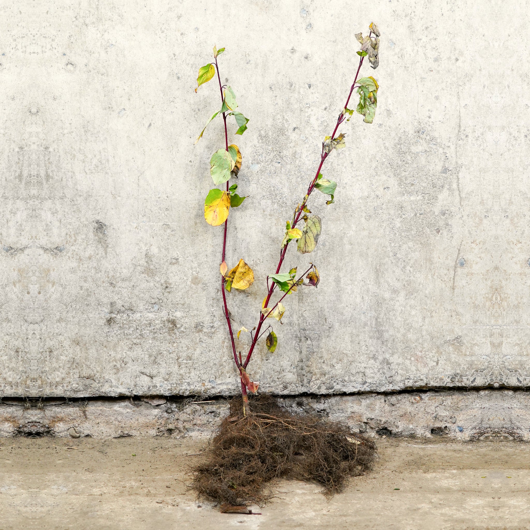 Red stem dogwood 40-60cm bare root
