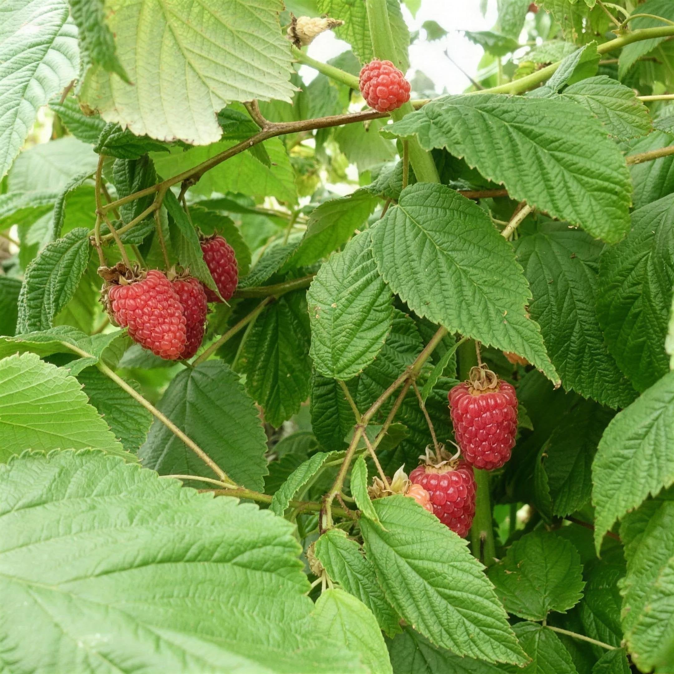 Rubus idaeus 'Autumn Bliss' & 'Glen Ample' bareroot raspberry 20 canes mix.