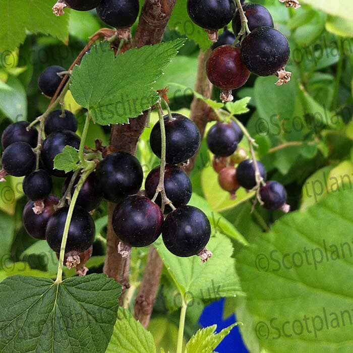 Ribes nigrum 'Noiroma' extra large black currant pot grown fruit bush mildew resistant.