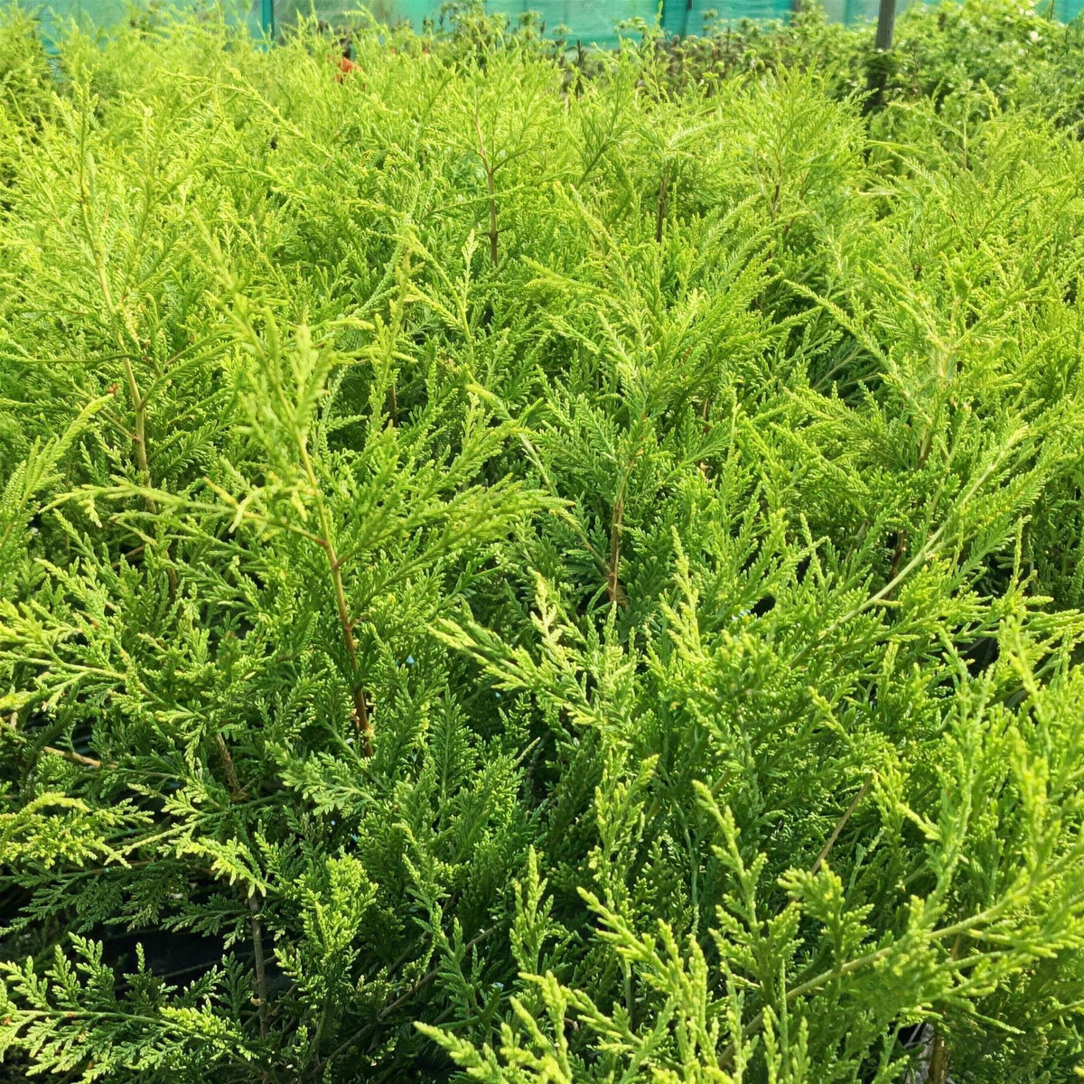 Cupressocyparis leylandii 'Golden' pot grown 20-40cm evergreen hedge.