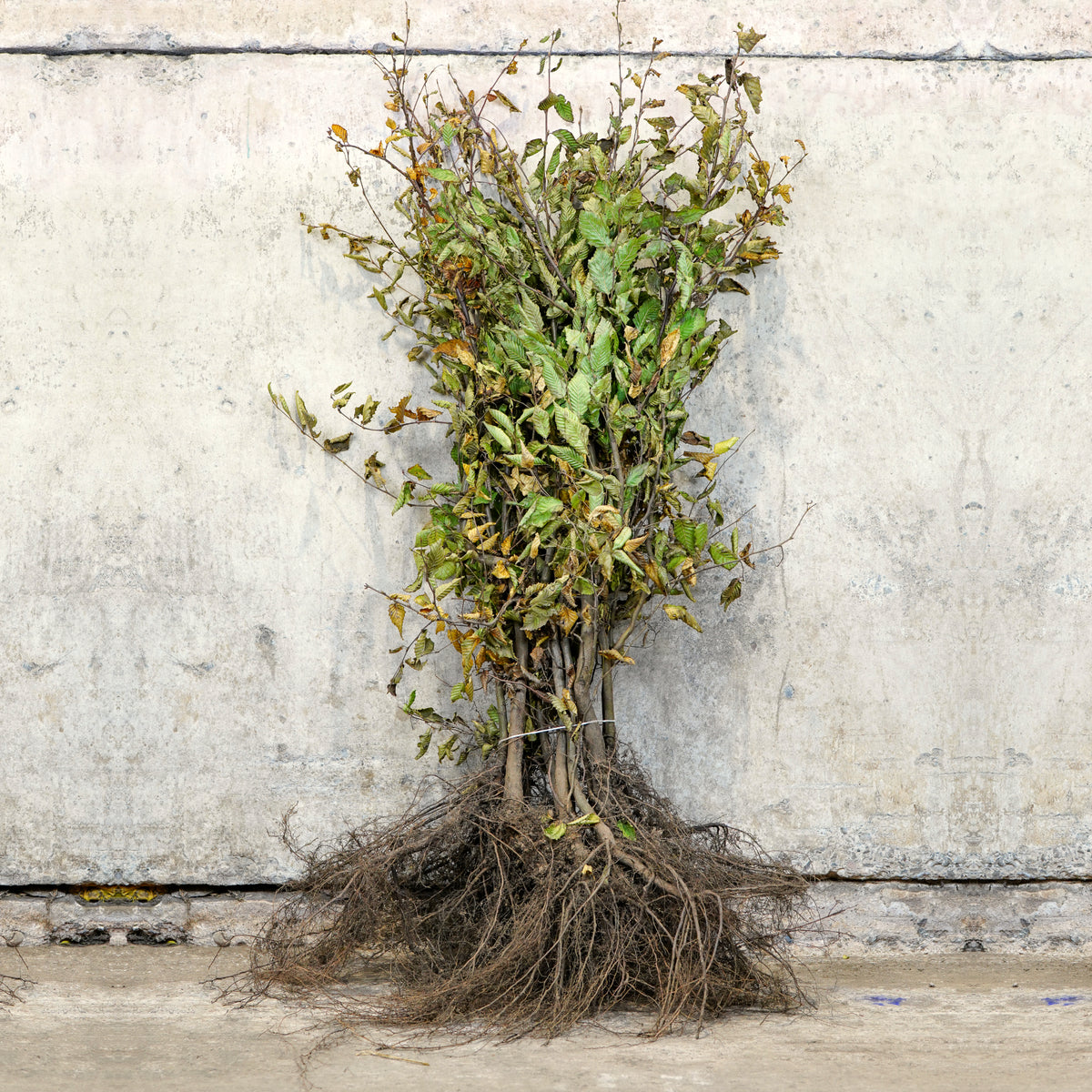 Hornbeam bare root hedging 100-125cm