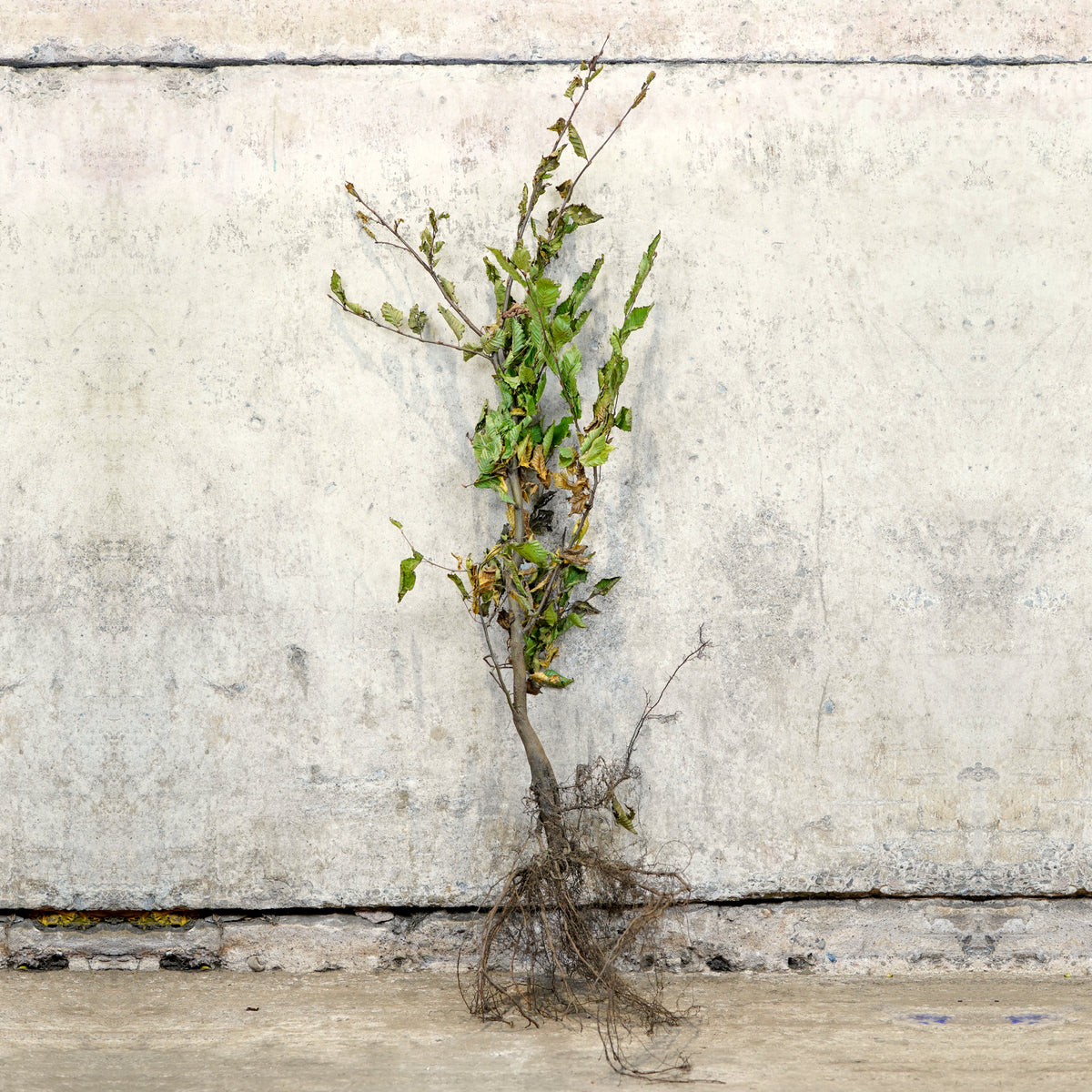Hornbeam bare root hedging 100-125cm – photo 2