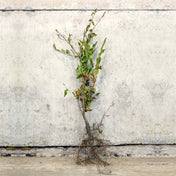 Hornbeam bare root hedging 100-125cm – photo 2