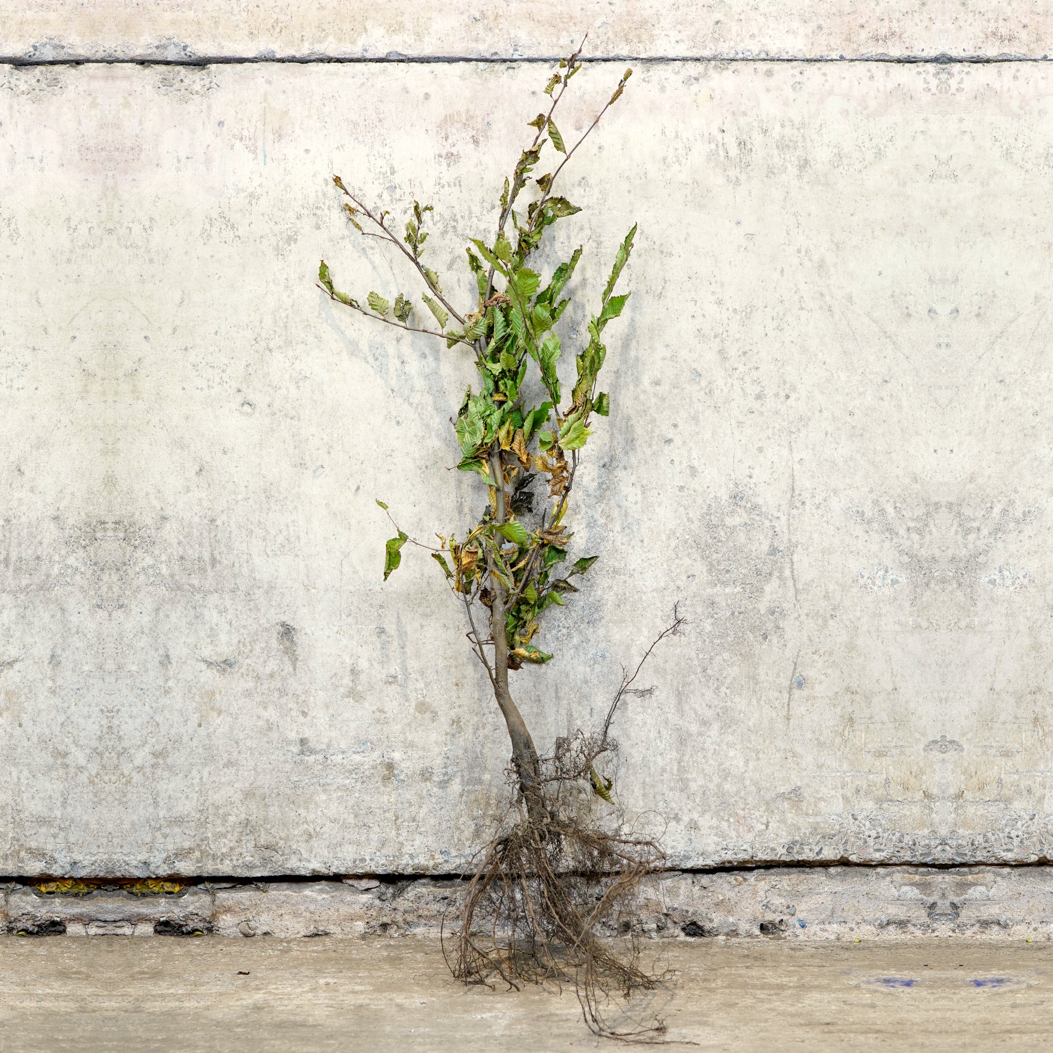Hornbeam bare root hedging 100-125cm