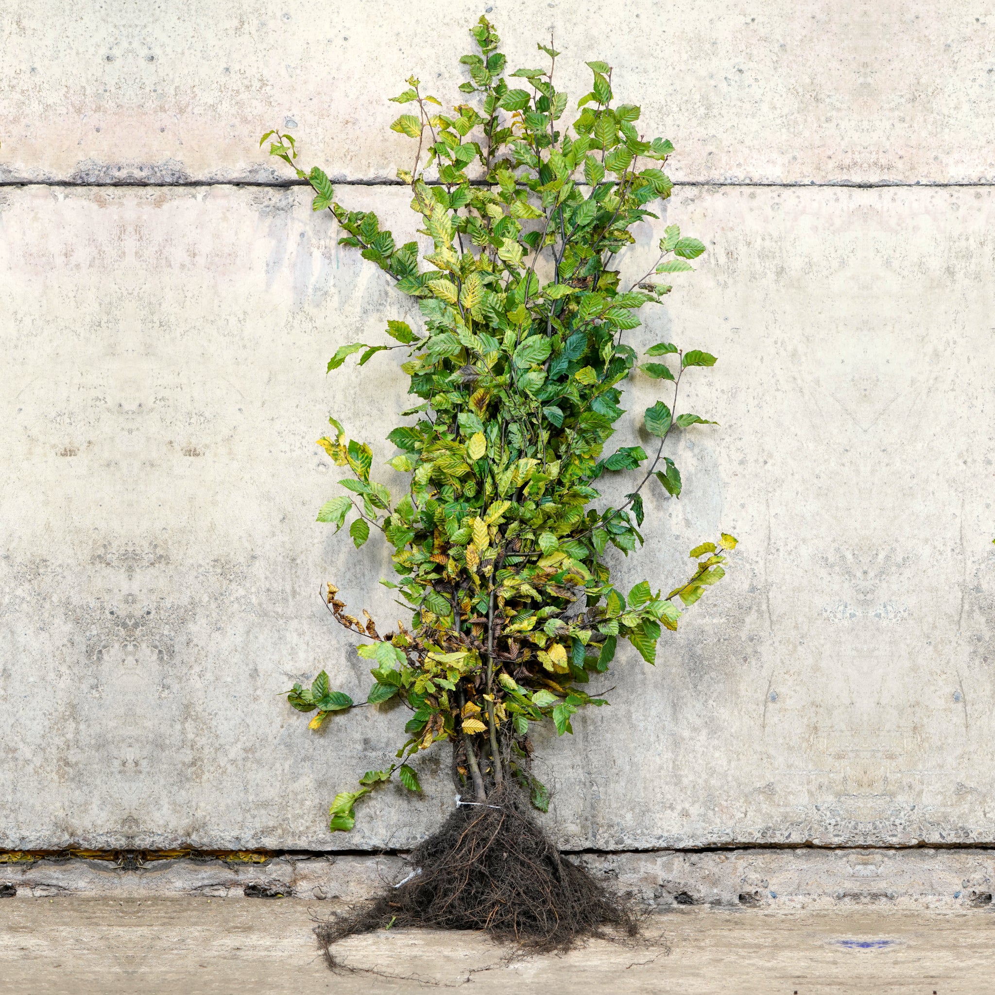 Hornbeam bare root hedge 120-150cm