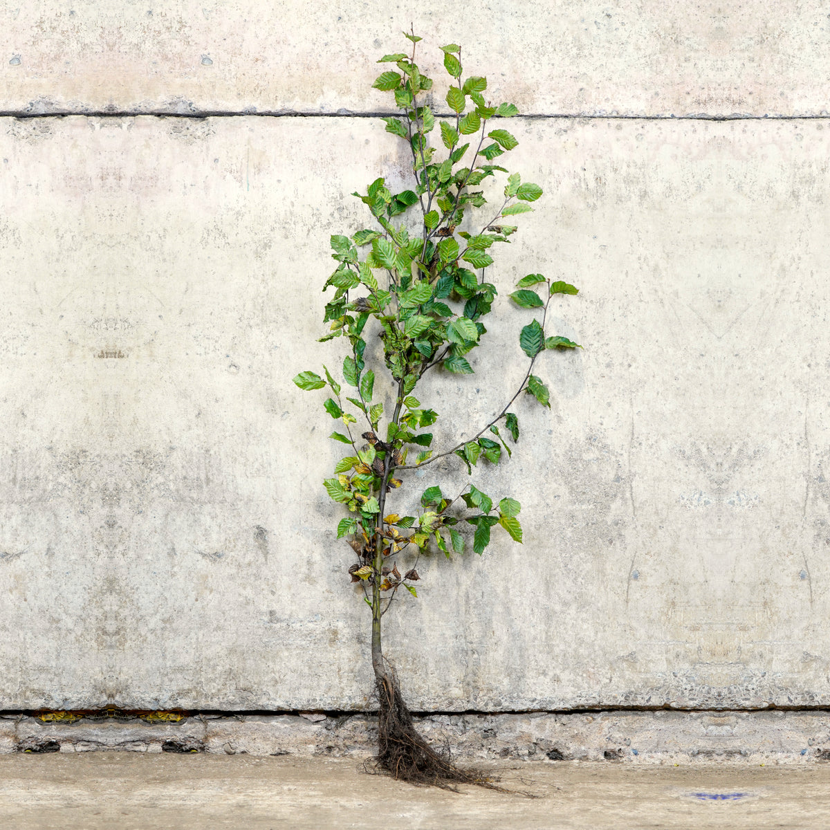 Hornbeam bare root hedge 120-150cm – photo 2