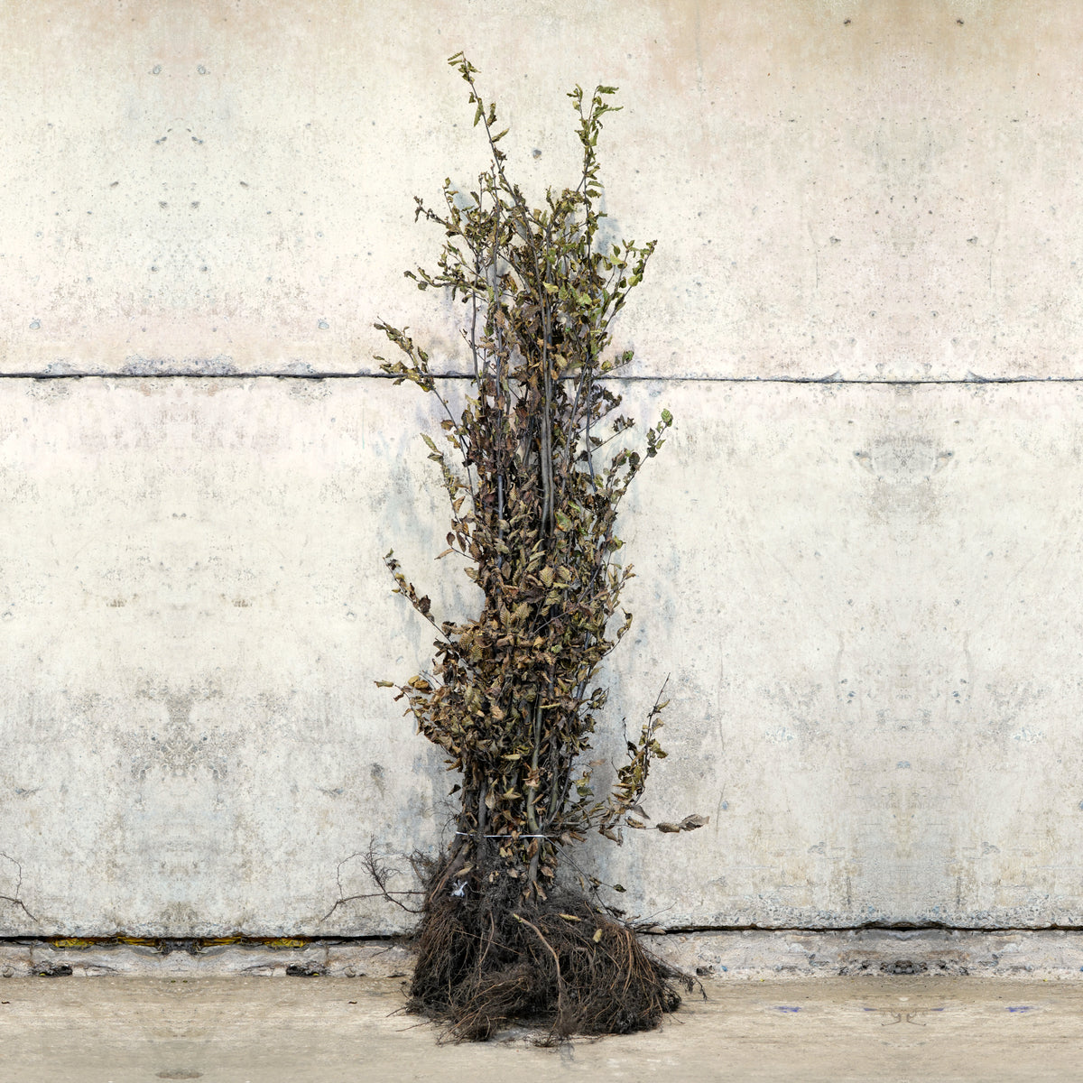 Hornbeam hedge plant 150-175cm bare root