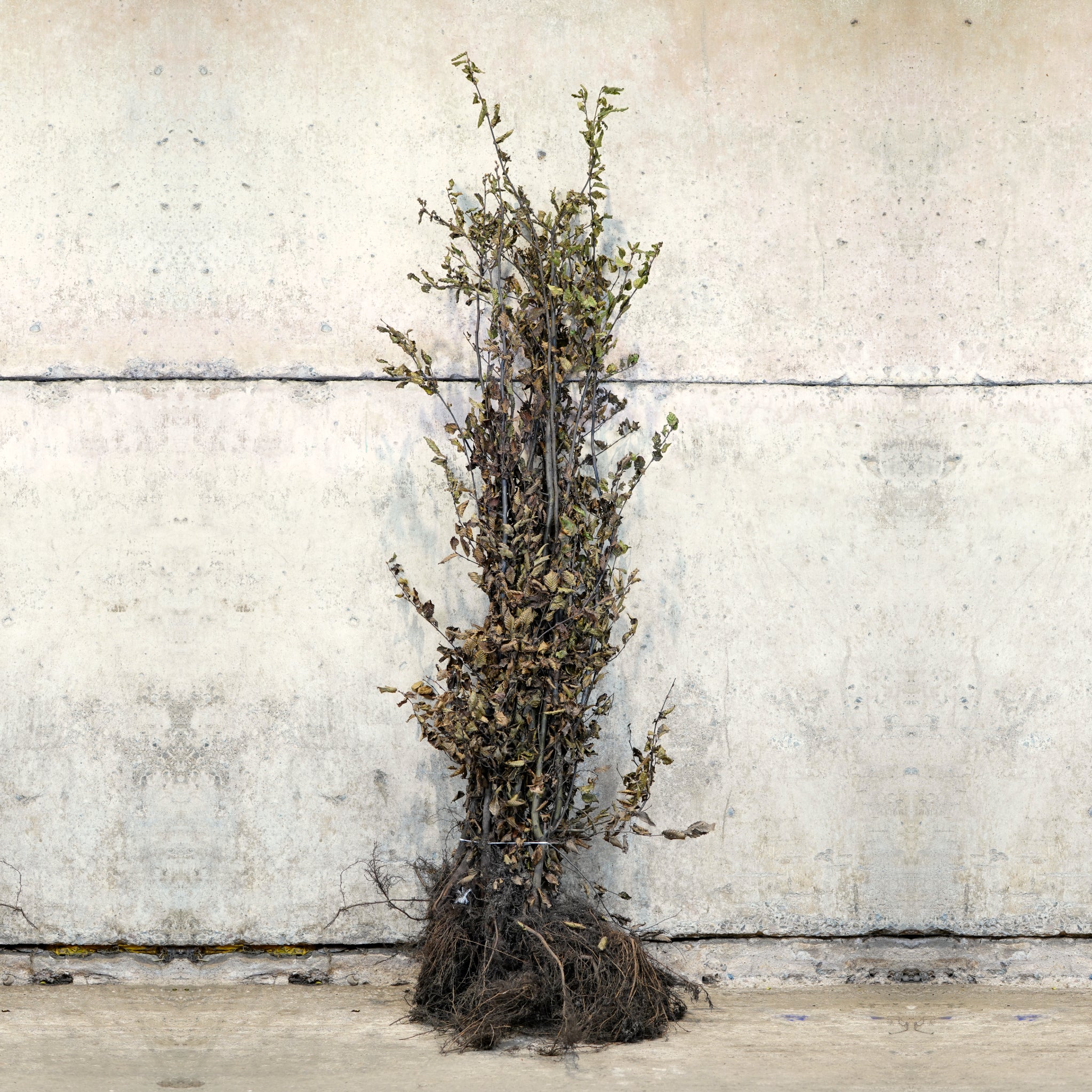 Hornbeam hedge plant 150-175cm bare root