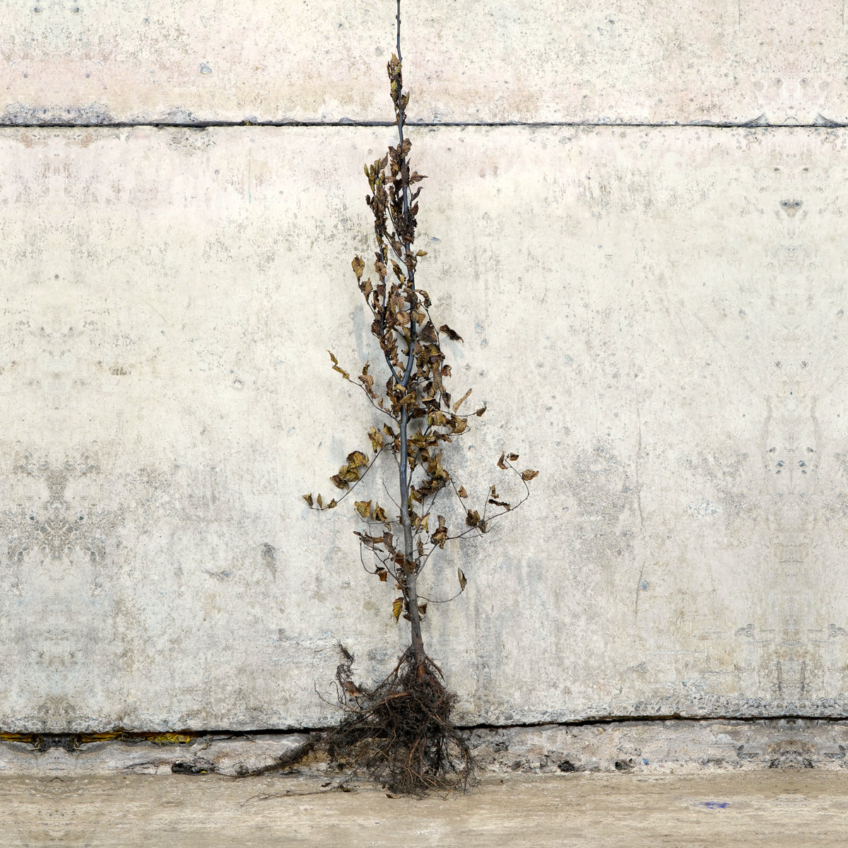 Hornbeam hedge plant 150-175cm bare root – photo 2
