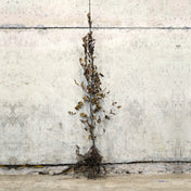 Hornbeam hedge plant 150-175cm bare root – photo 2