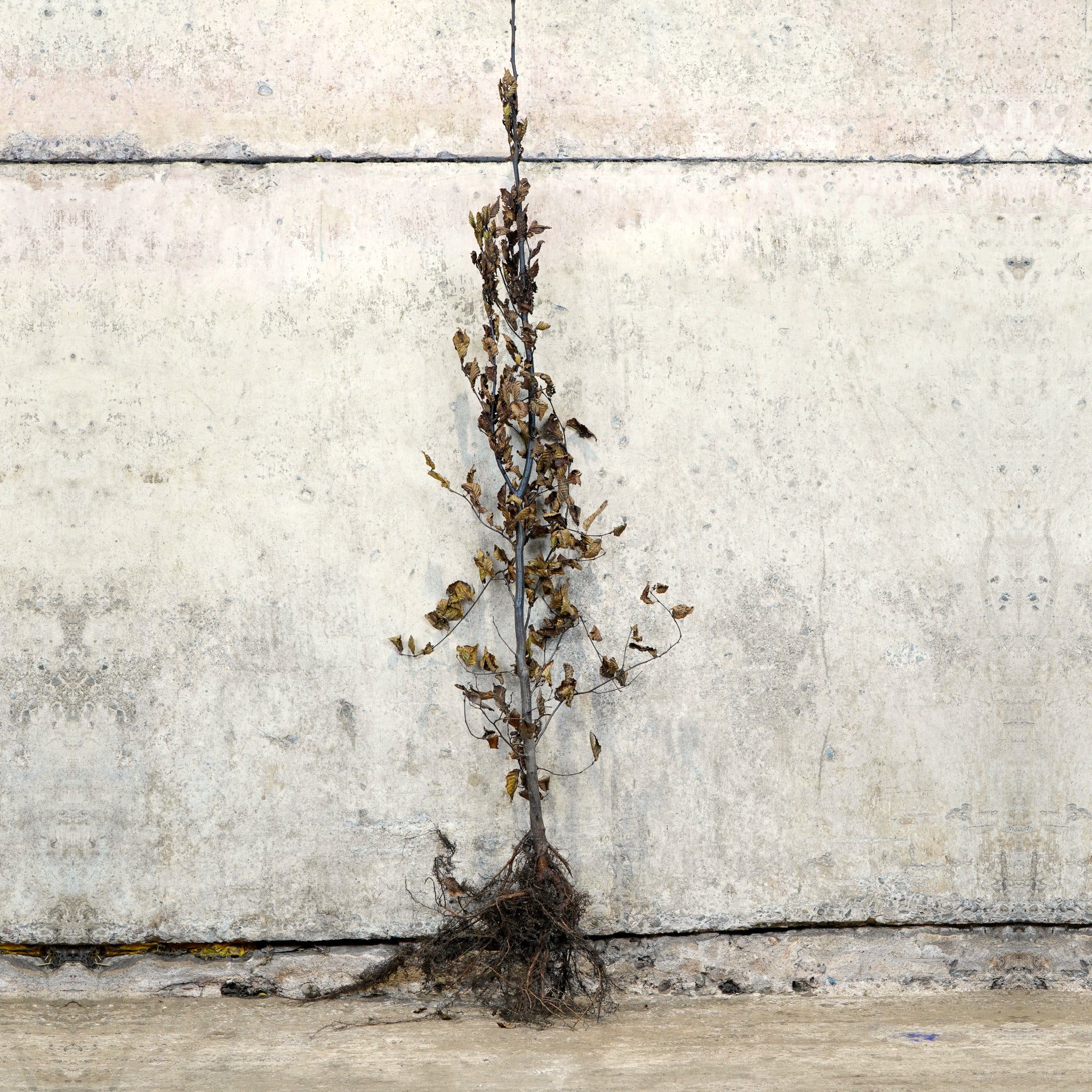Hornbeam hedge plant 150-175cm bare root