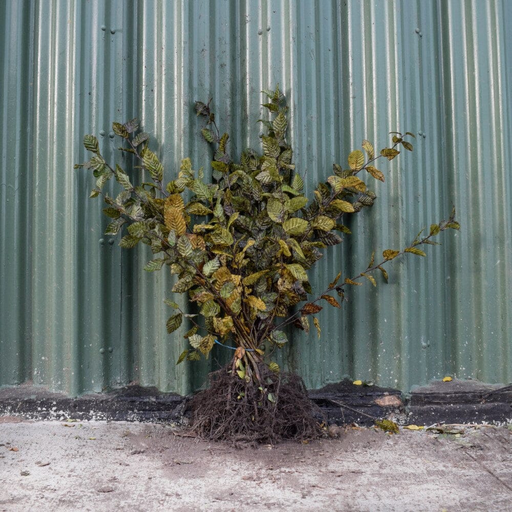 Carpinus betulus (Hornbeam) 40-60cm bare root hedge plants.
