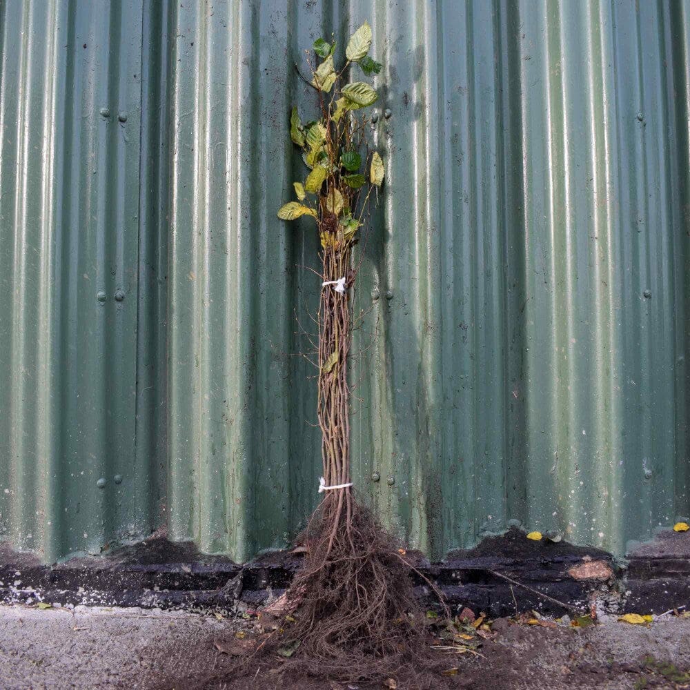 Carpinus betulus (Hornbeam) bare root 60-80cm hedge saplings.