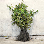 Carpinus betulus (Hornbeam) 80-100cm bare root hedge plants.