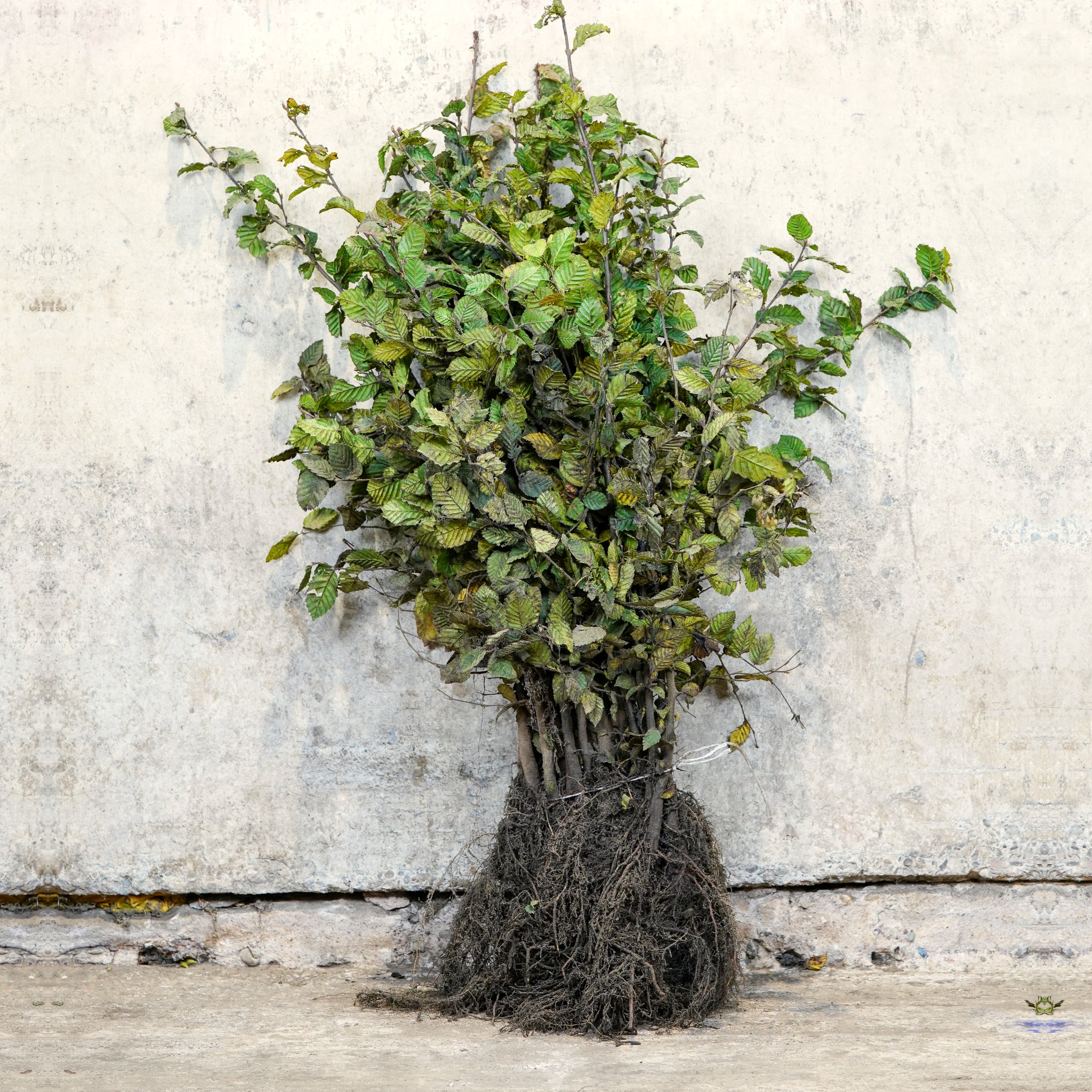 Carpinus betulus (Hornbeam) 80-100cm bare root hedge plants.