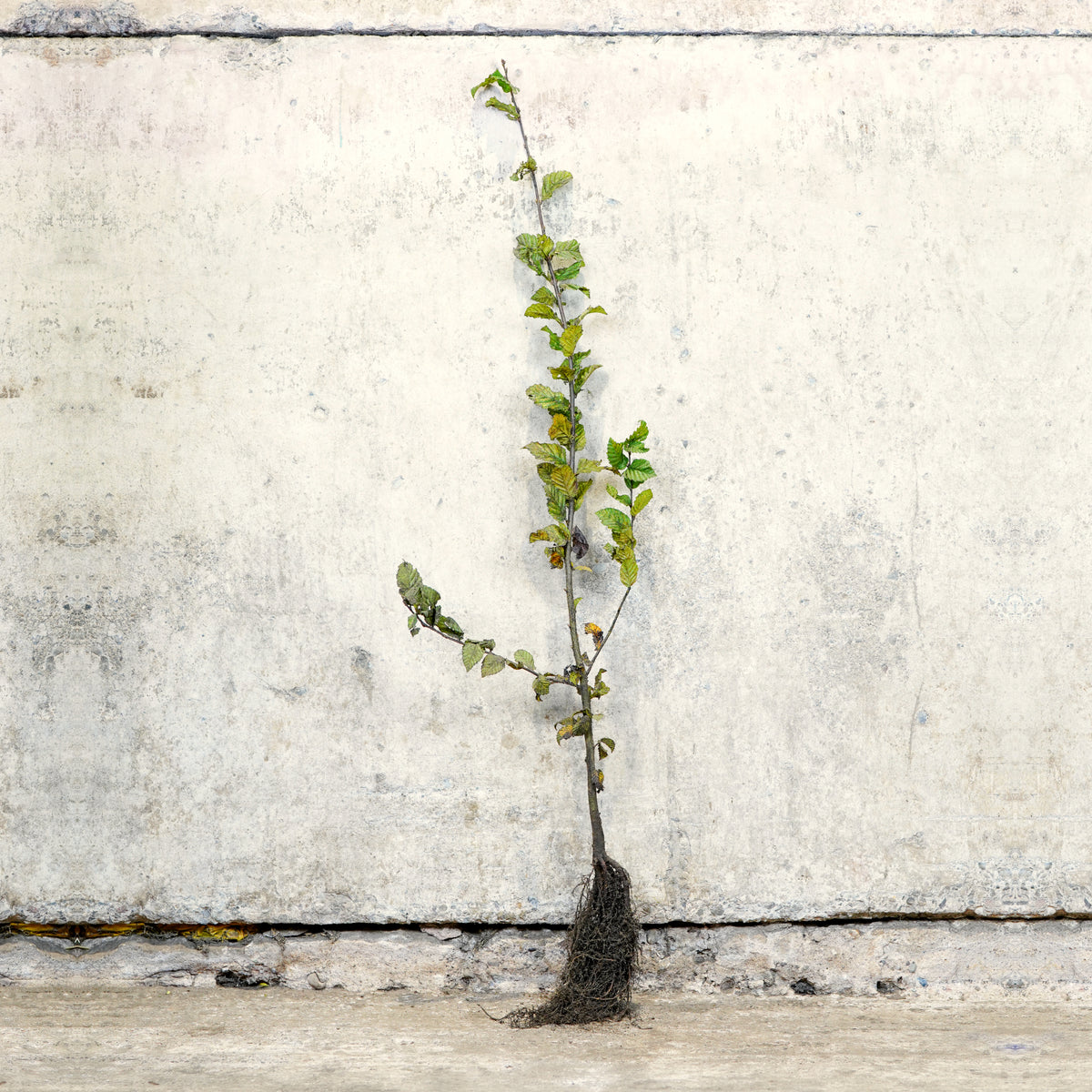 Hornbeam bare root hedge 80-100cm