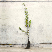 Hornbeam bare root hedge 80-100cm