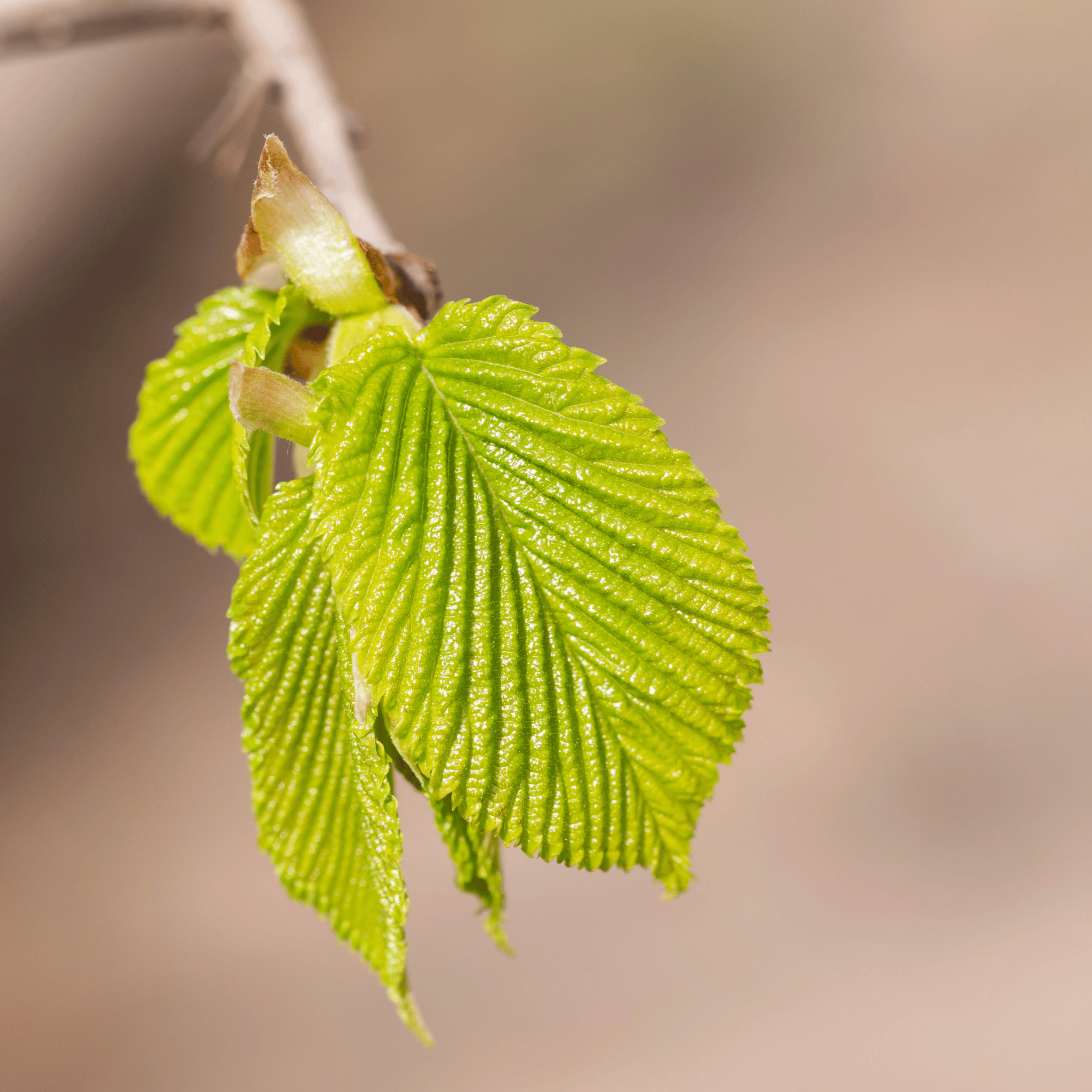 Hornbeam (Carpinus betulus) foliage detail