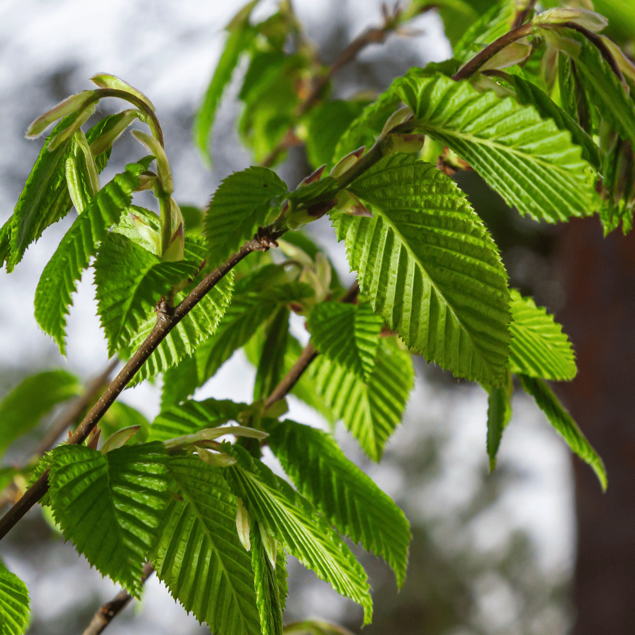 Hornbeam (Carpinus betulus) foliage detail