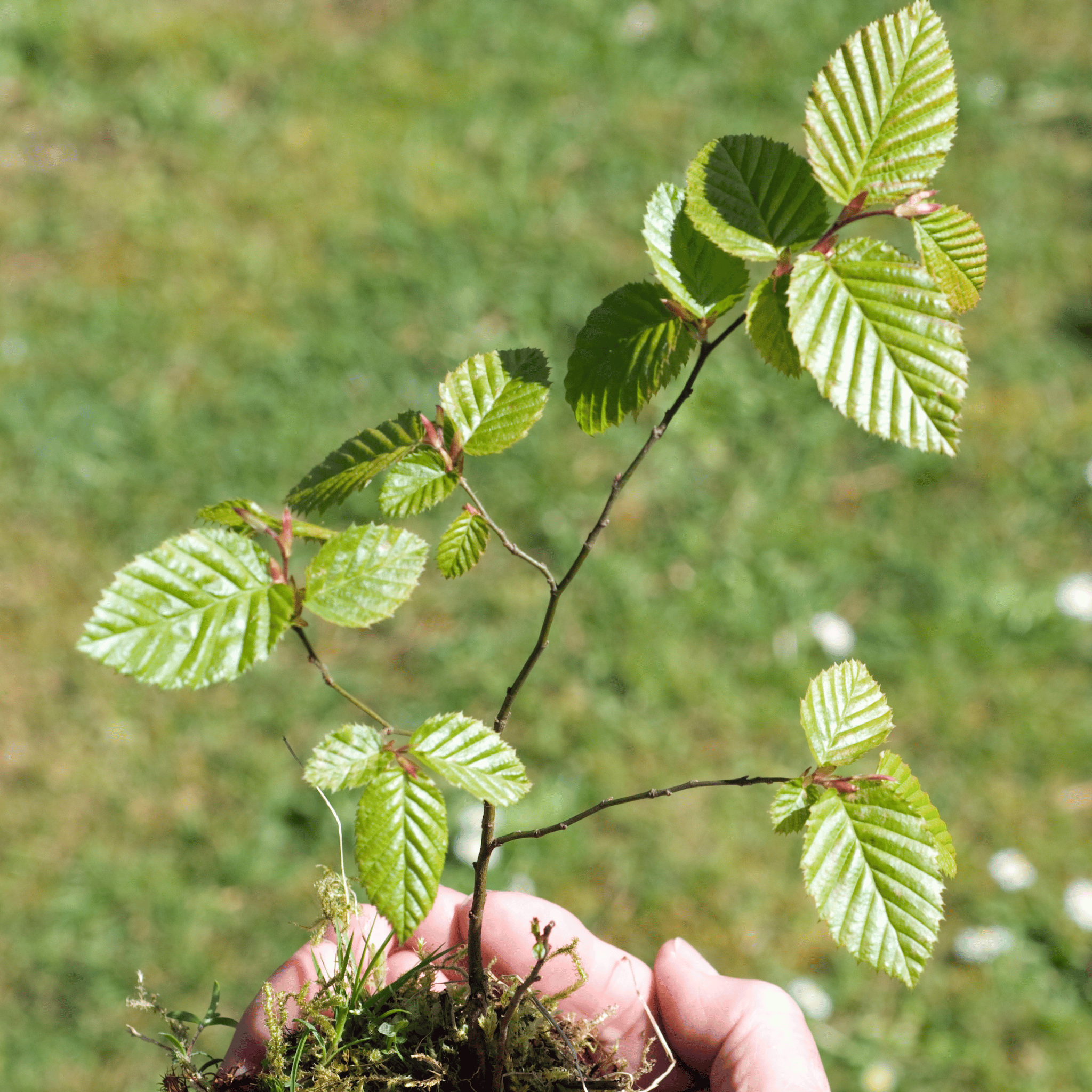 Hornbeam (Carpinus betulus) foliage detail