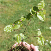 Hornbeam (Carpinus betulus) foliage detail – photo 3