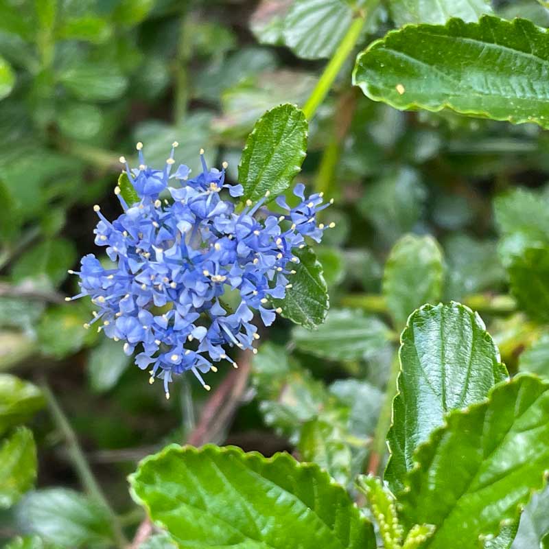 Ceanothus thyrsiflorus repens 'Yankee Point' Californian Lilac pot grown evergreen shrub.