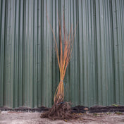 Cornus flaviramea (Yellow Dogwood) bare root 40-60cm hedging plant.
