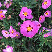 Cistus x purpureus (Rock Rose) pot grown evergreen shrub.