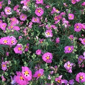 Cistus x purpureus (Rock rose) pot grown evergreen shrub.