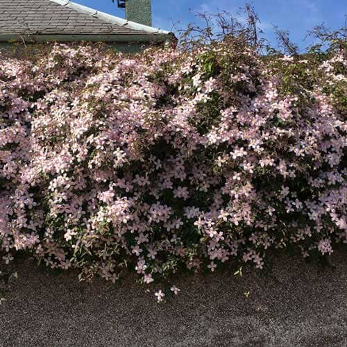 Clematis montana 'Rubens' vigourous climbing flowering plant pot grown.