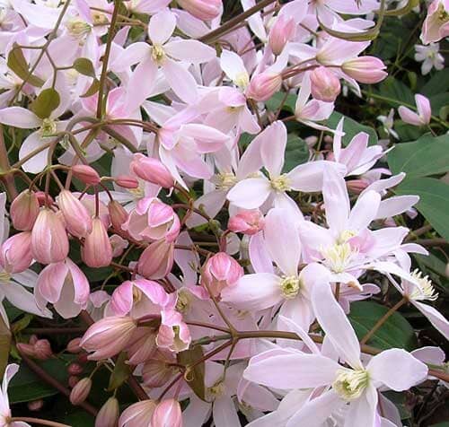 Clematis armandii 'Apple Blossom' 2L evergreen climber.