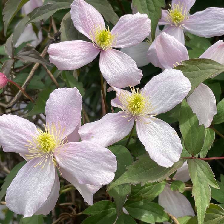 Clematis montana 'Rubens' pot grown climbing plant.
