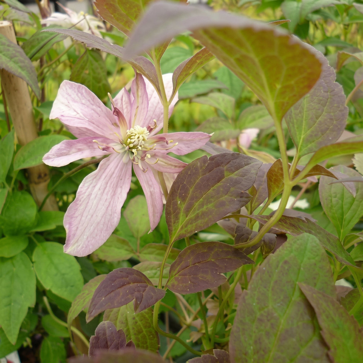 Clematis montana 'Marjorie' pot grown climbing plant.