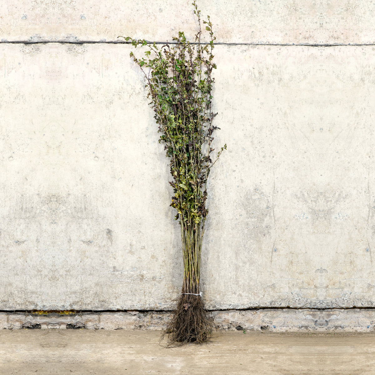 Hawthorn hedge 100-125cm bare root