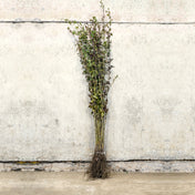 Hawthorn hedge 100-125cm bare root