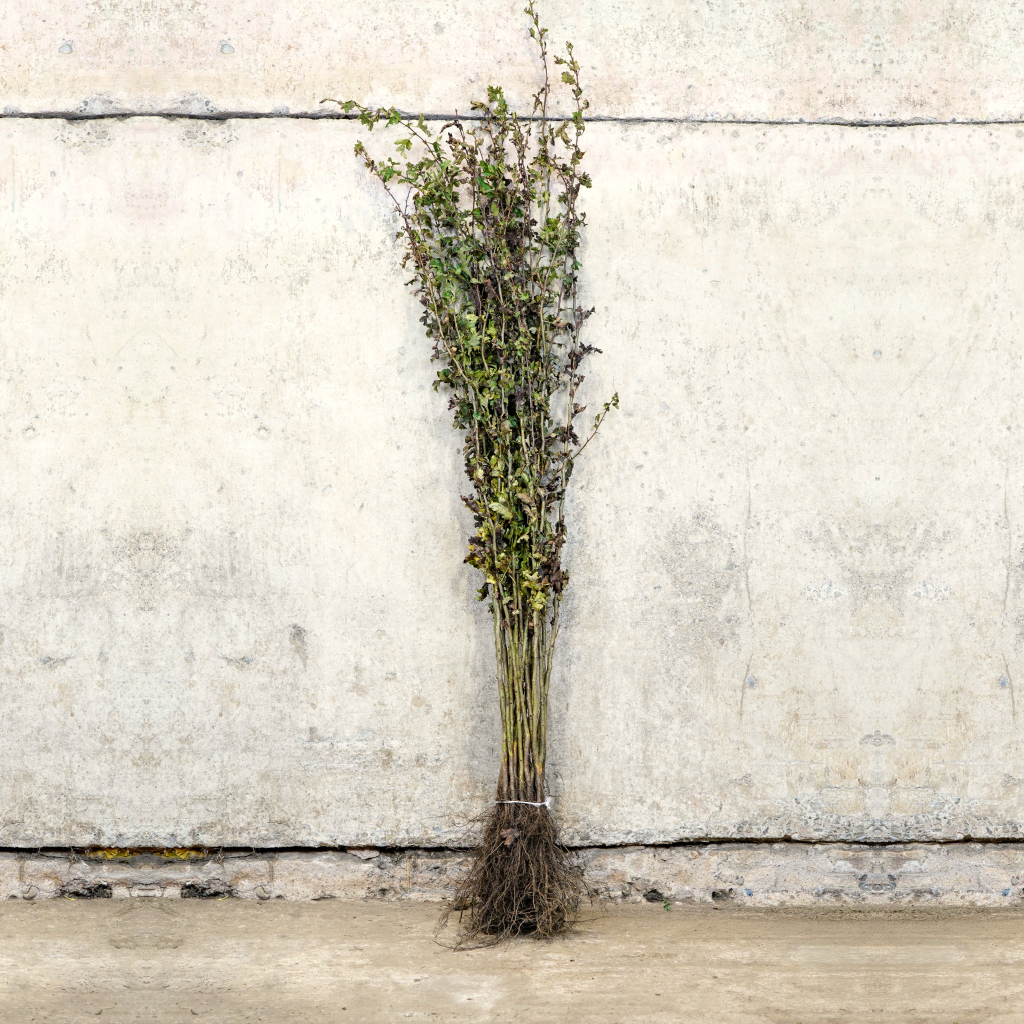 Hawthorn hedge 100-125cm bare root