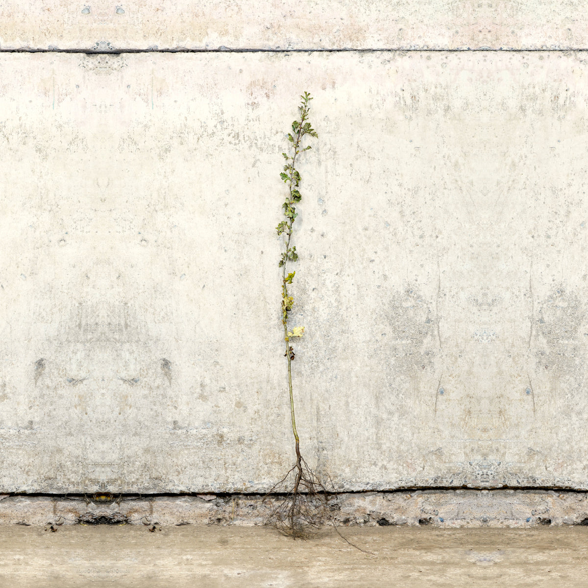 Hawthorn hedge 100-125cm bare root – photo 2