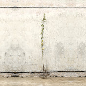 Hawthorn hedge 100-125cm bare root – photo 2