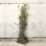 Hawthorn hedge bare root 120-150cm