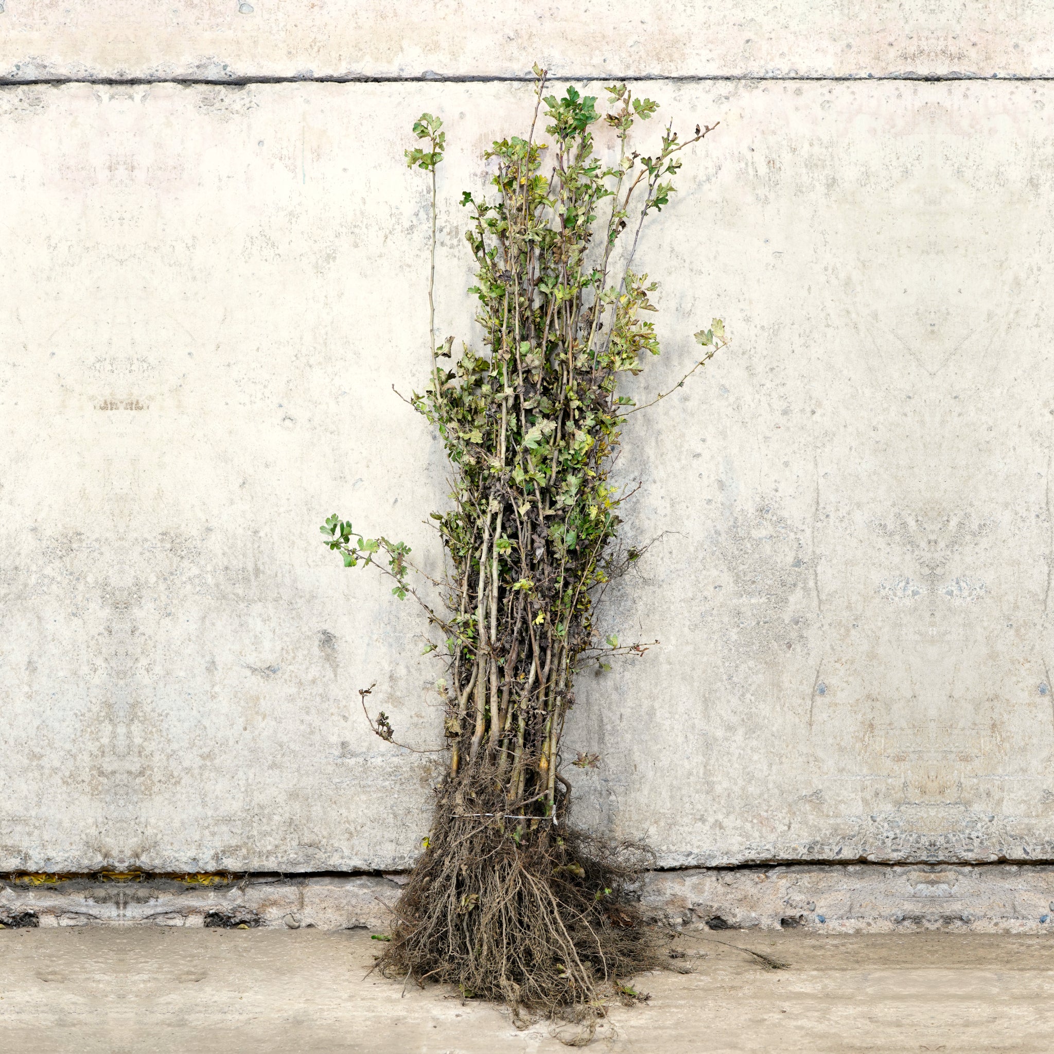 Hawthorn hedge bare root 120-150cm