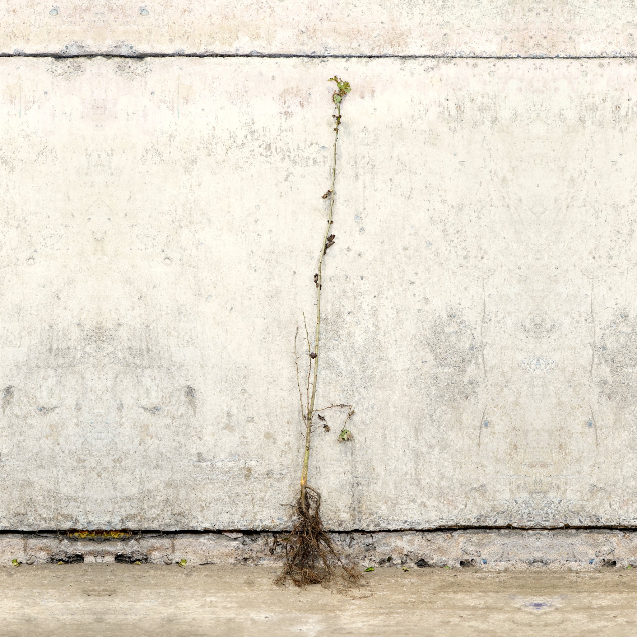 Hawthorn hedge bare root 120-150cm