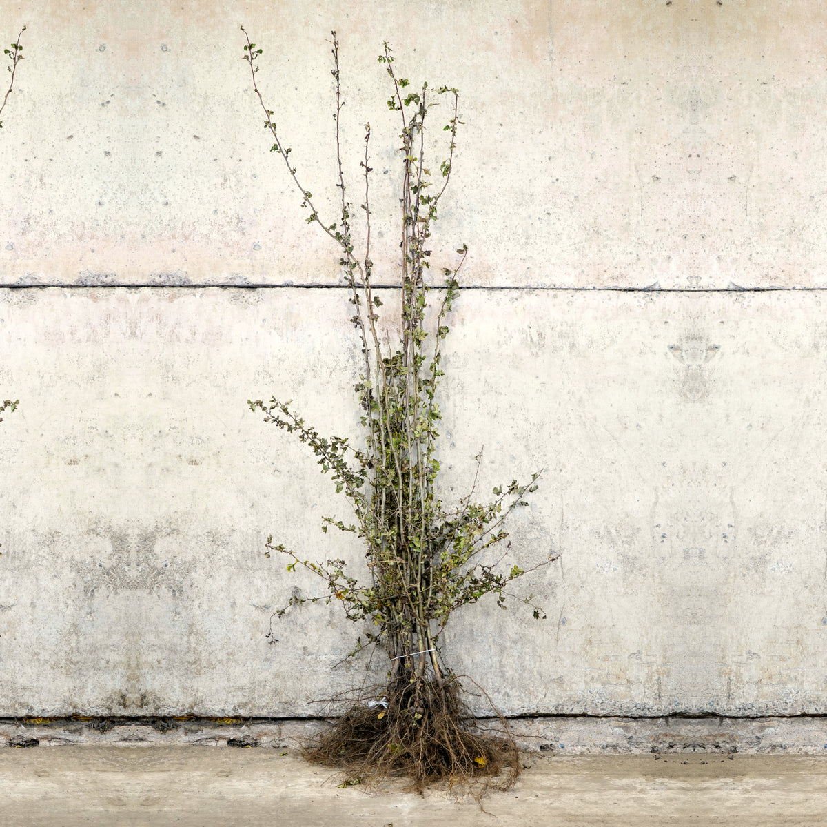 Hawthorn hedge plants 150-175cm bare root