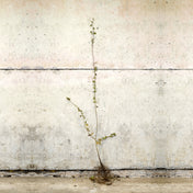 Hawthorn hedge plants 150-175cm bare root – photo 2